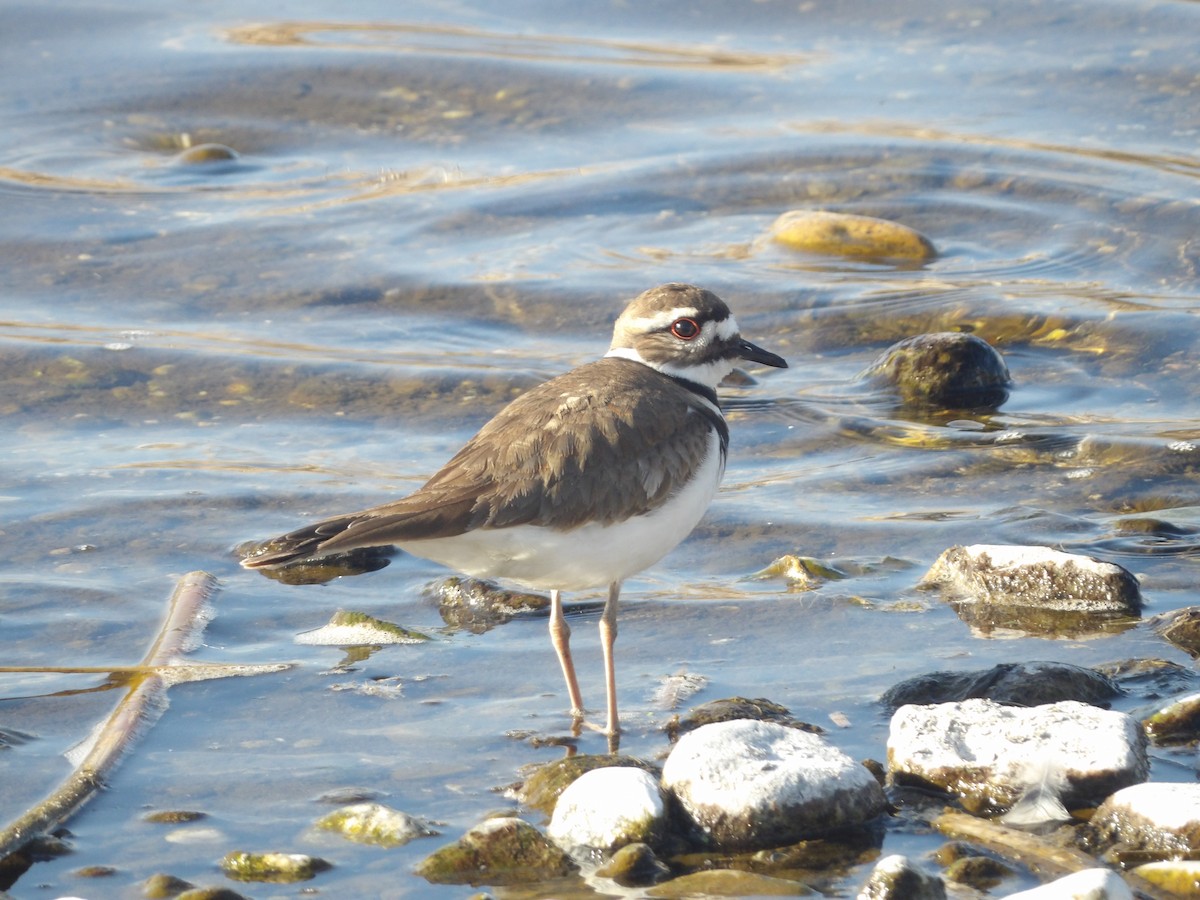 Killdeer - ML548389231