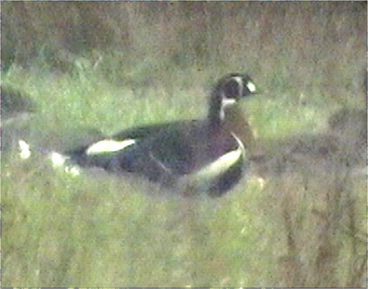 Red-breasted Goose - ML548389791