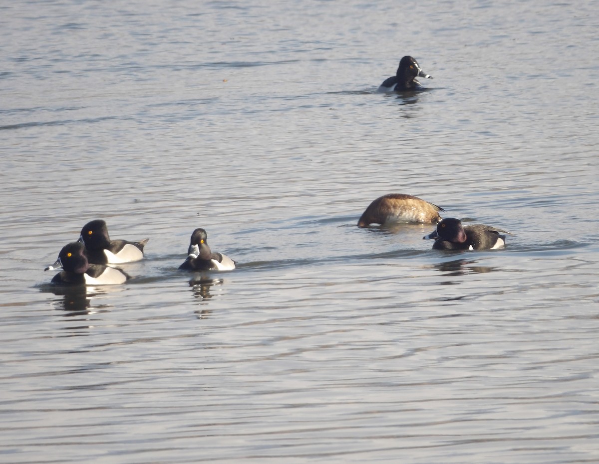 Ring-necked Duck - ML548389951