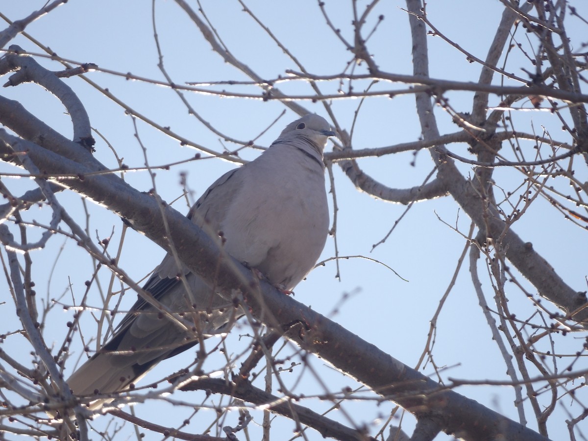 Eurasian Collared-Dove - ML548390221