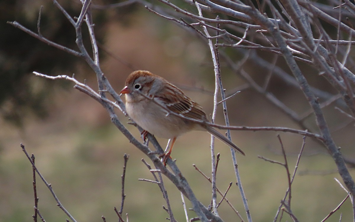 Field Sparrow - ML548391311