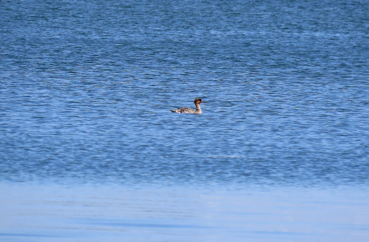 Red-breasted Merganser - ML548391361