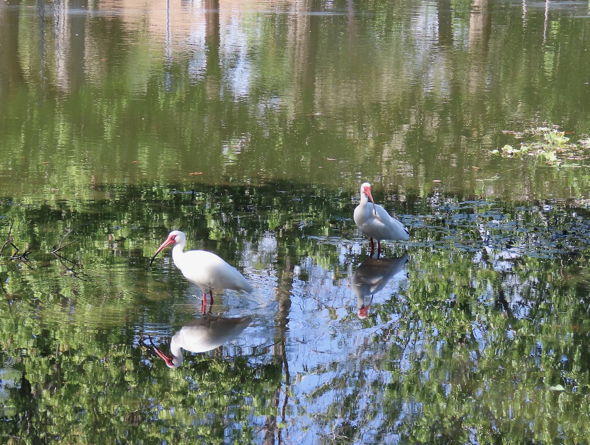 Ibis Blanco - ML548391411