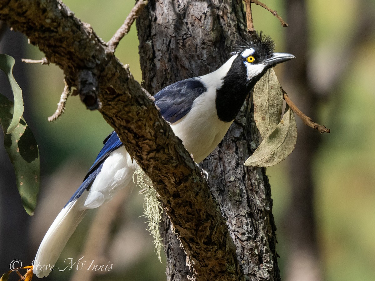 Tufted Jay - ML548391571