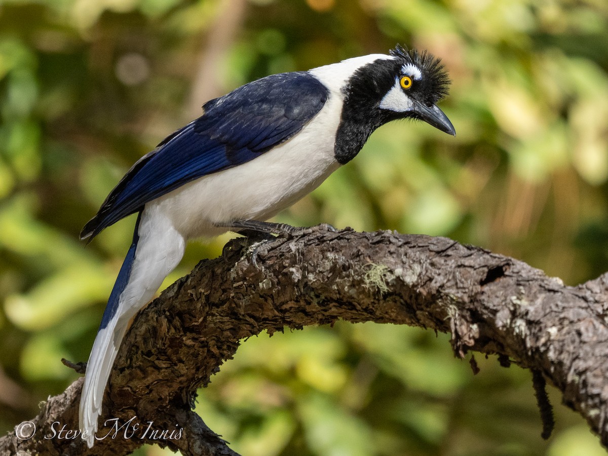 Tufted Jay - ML548391601