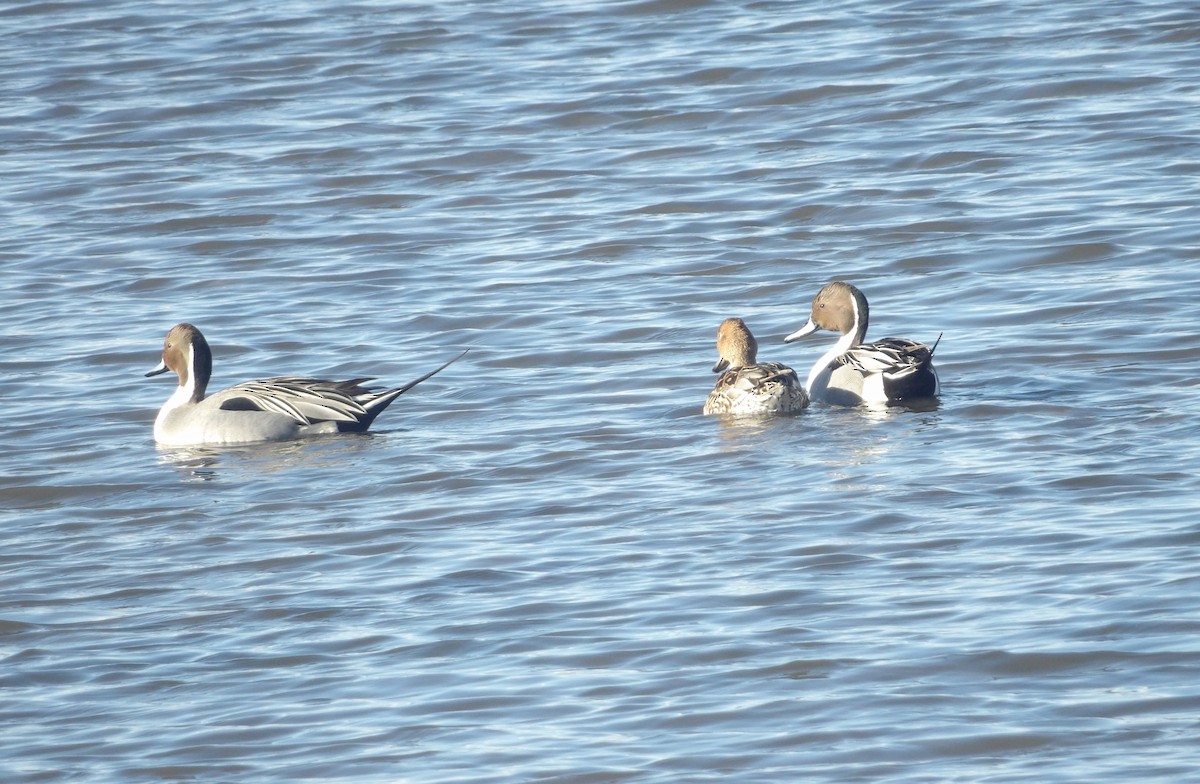 Northern Pintail - ML548391821