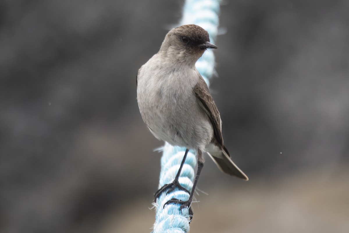 Dark-faced Ground-Tyrant (maclovianus) - ML548392321