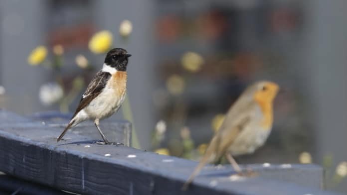 Siberian Stonechat - ML548393481