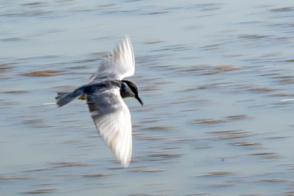 Whiskered Tern - ML548393701