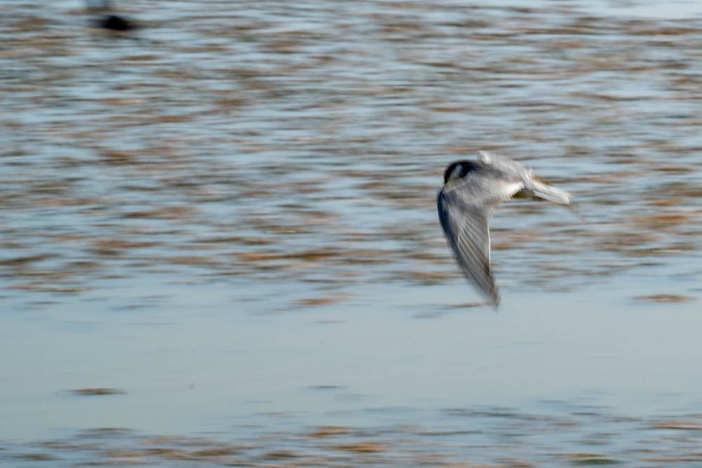 Whiskered Tern - ML548393891