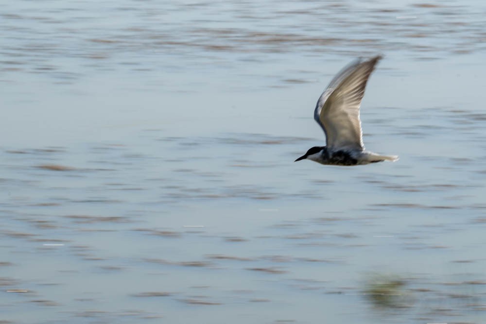 Whiskered Tern - ML548393901