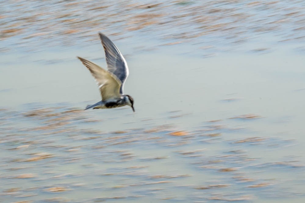 Whiskered Tern - ML548393911