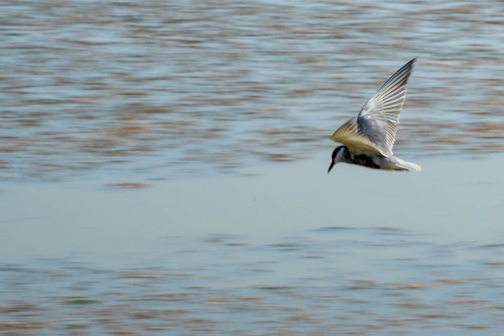 Whiskered Tern - ML548393921