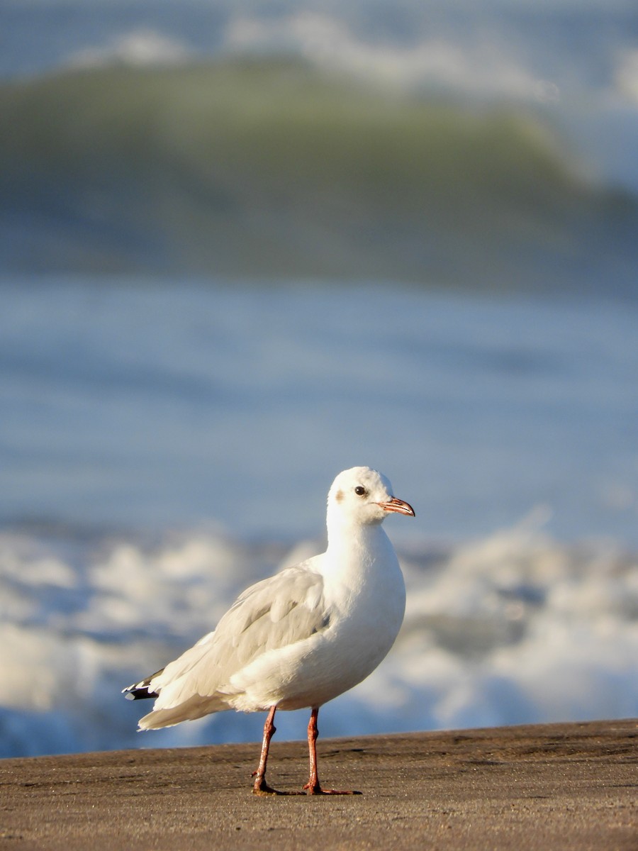 Brown-hooded Gull - Leonardo Zoat