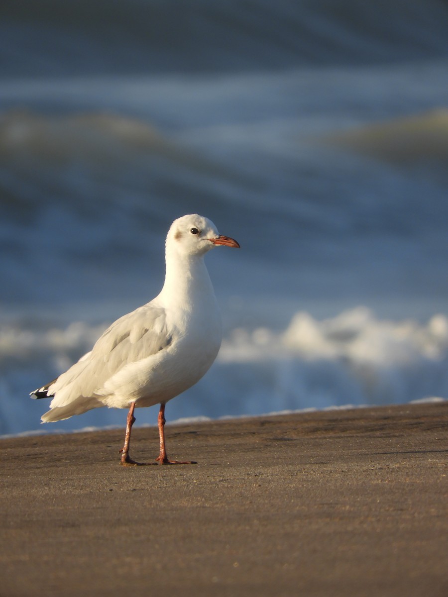 Brown-hooded Gull - ML548394561