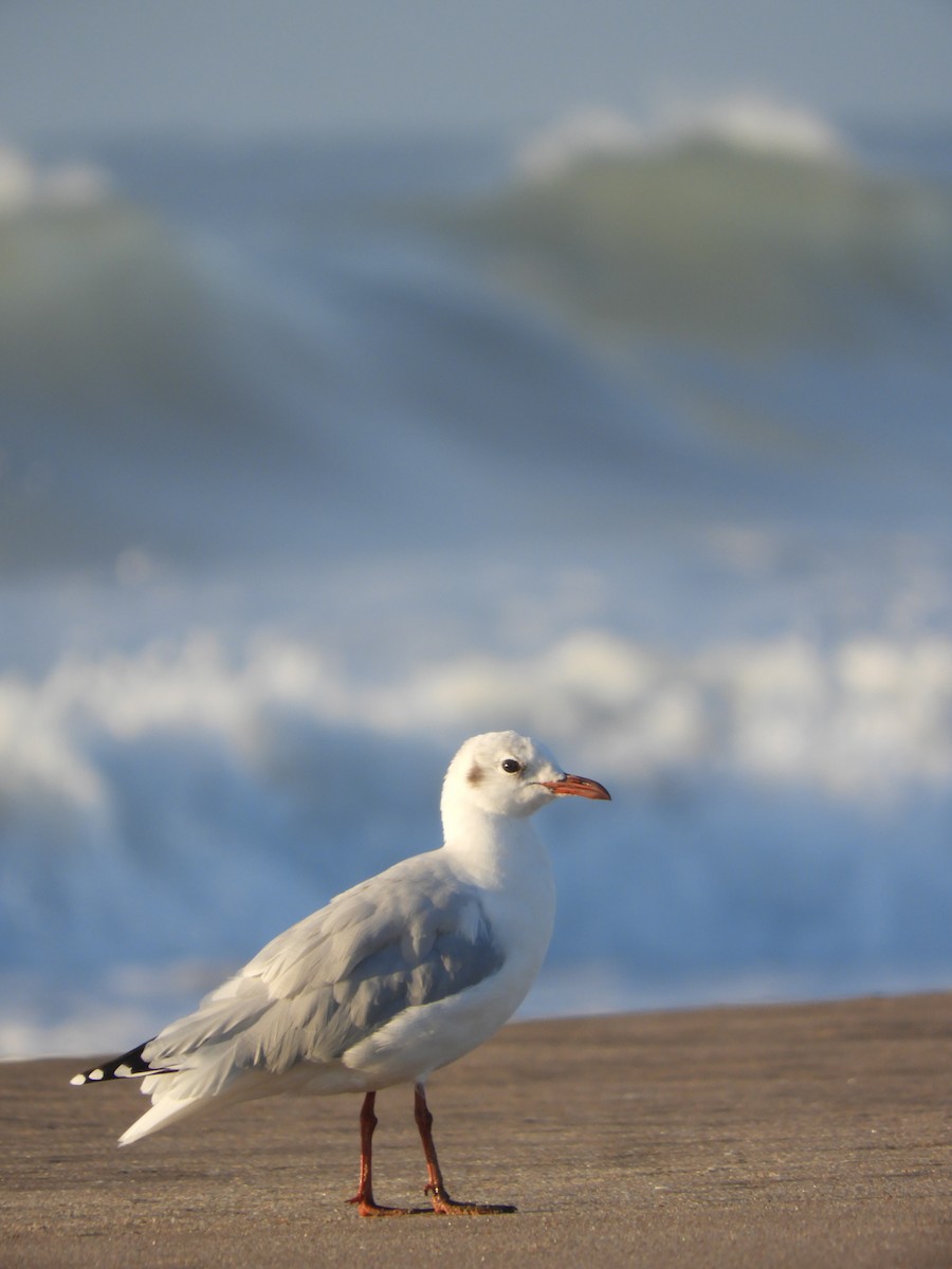 Brown-hooded Gull - Leonardo Zoat