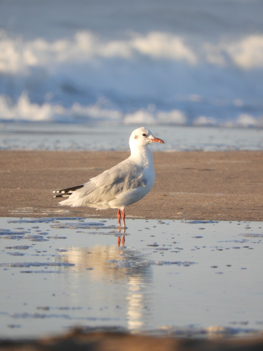 Brown-hooded Gull - ML548394621