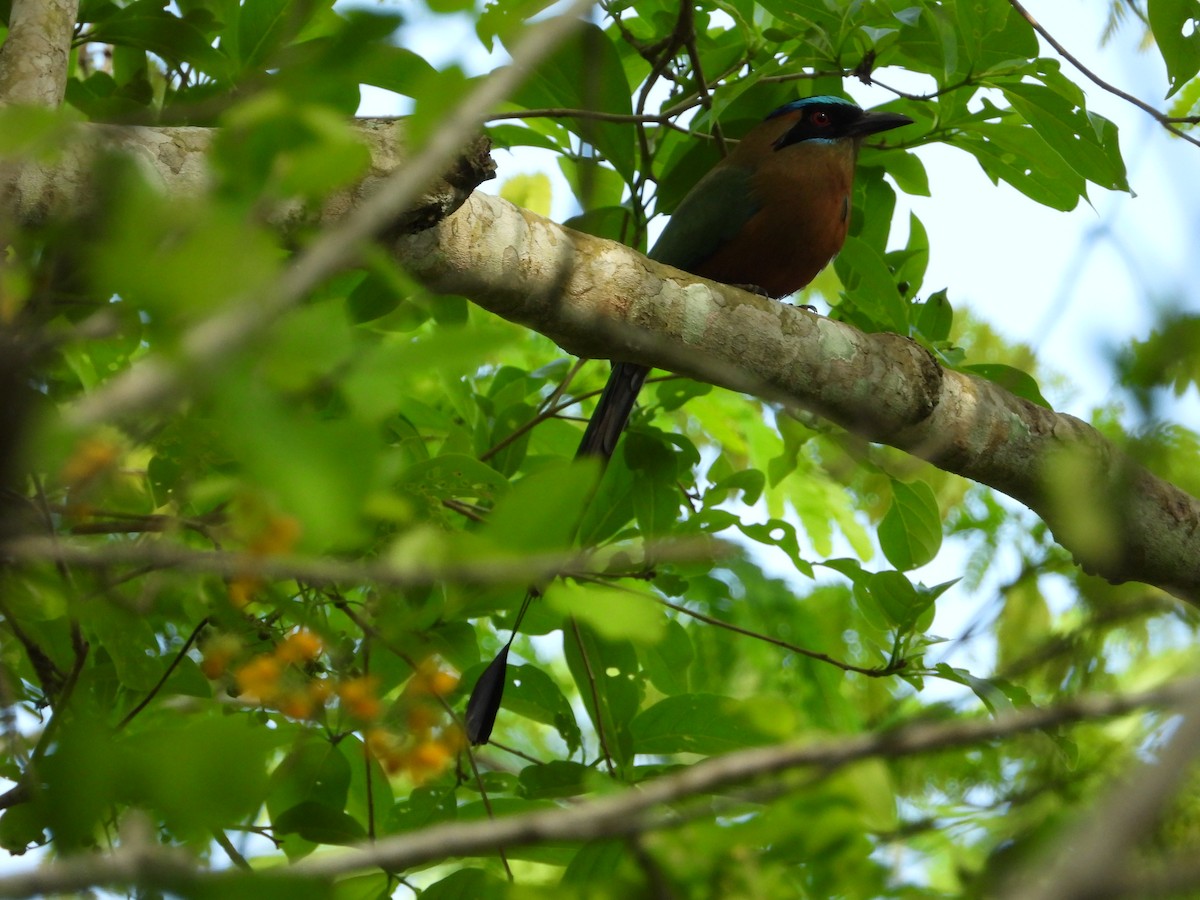 Motmot caraïbe - ML548395491