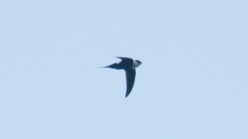 Lesser Swallow-tailed Swift - ML548395691