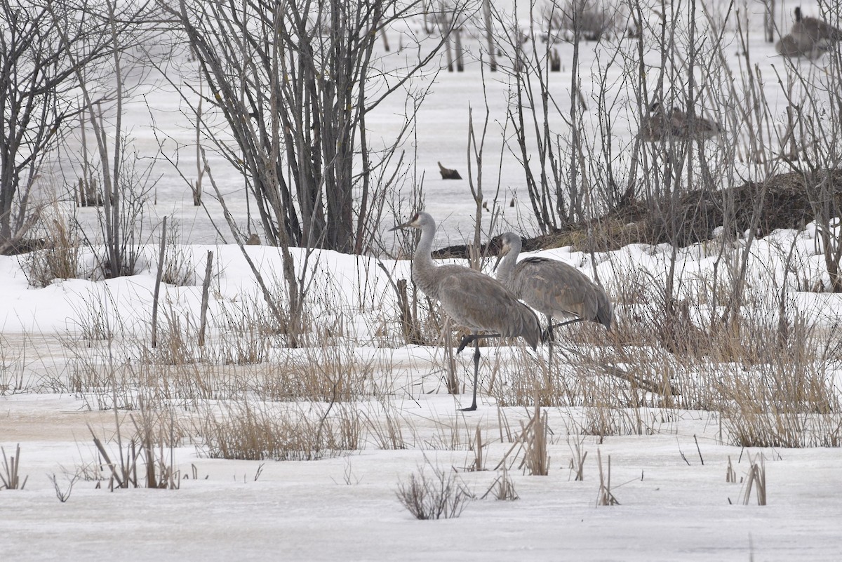 Sandhill Crane - ML548396731