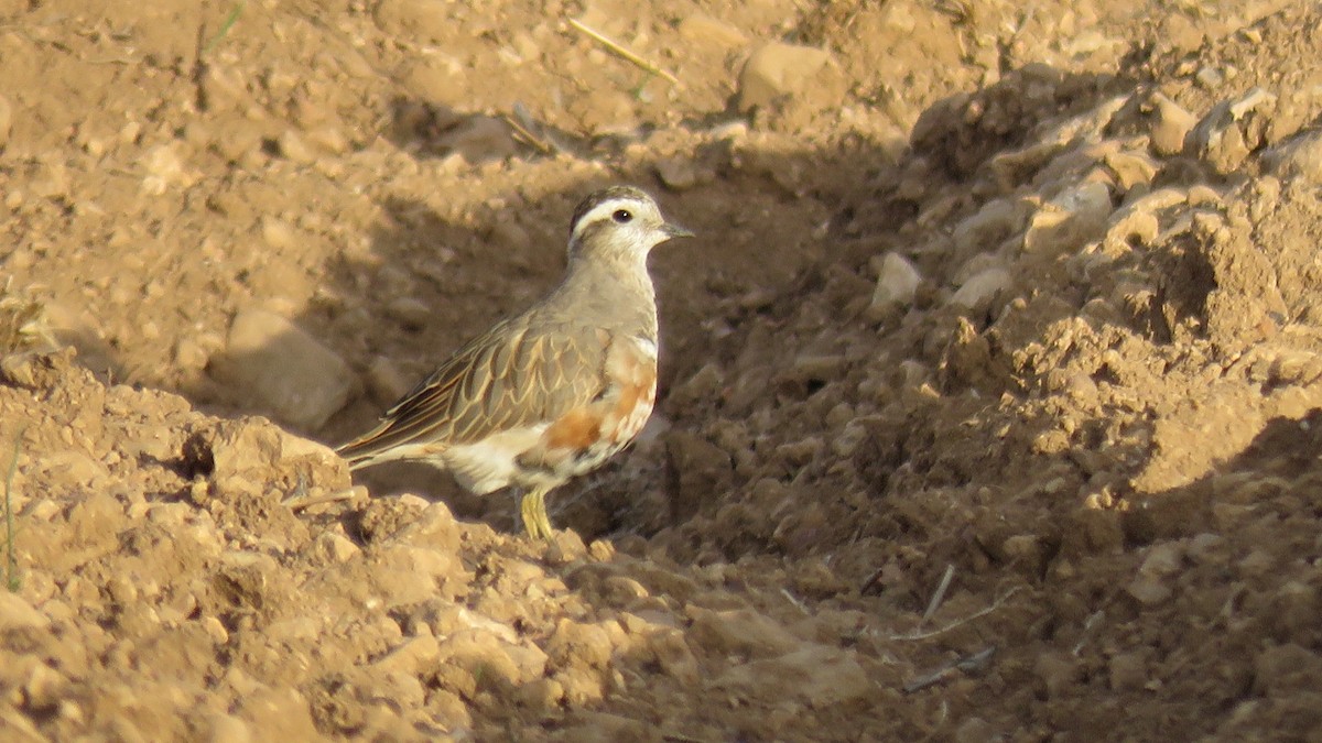 Eurasian Dotterel - ML548397181