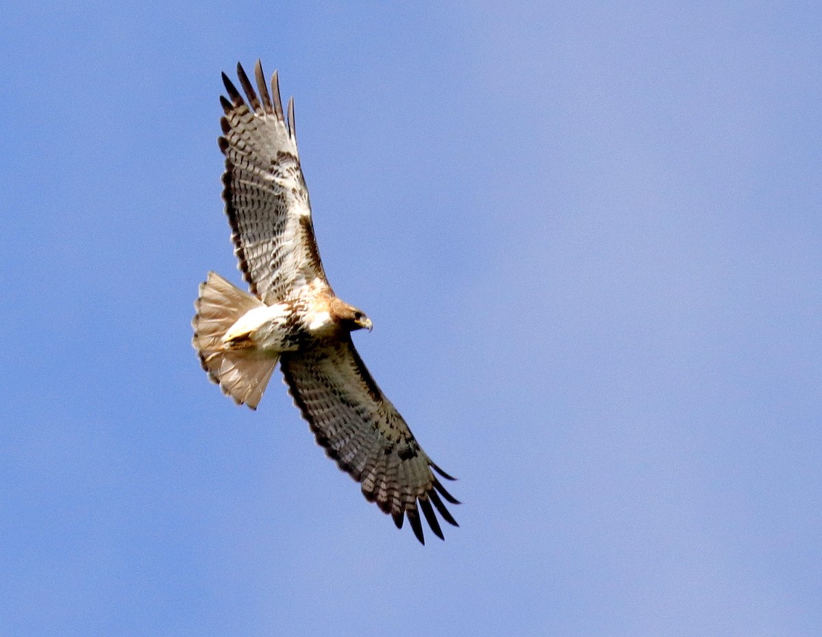 Red-tailed Hawk - ML548397401