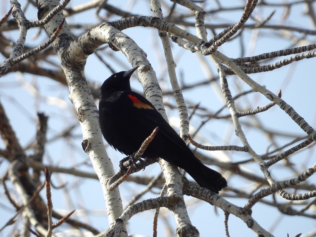 Red-winged Blackbird - ML548398821