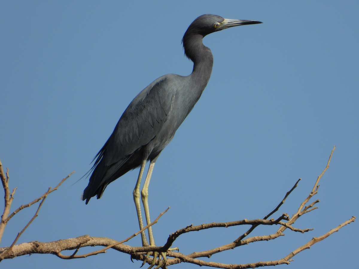 Little Blue Heron - Freddy Jaraba Aldana