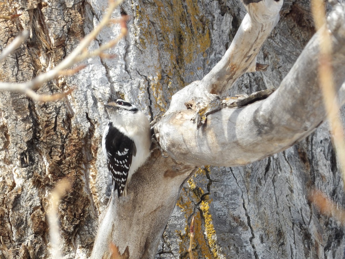 Downy Woodpecker - ML548399331