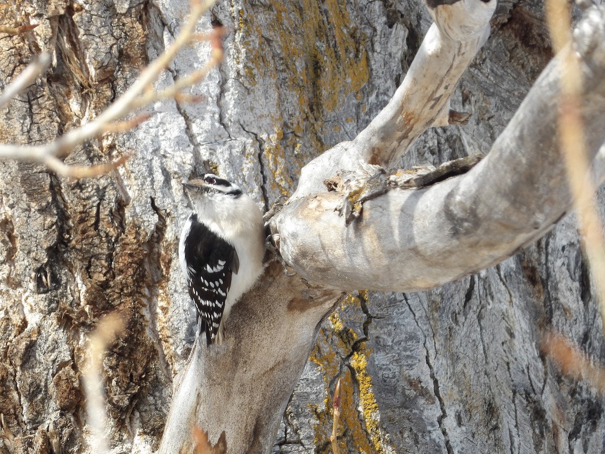 Downy Woodpecker - ML548399331