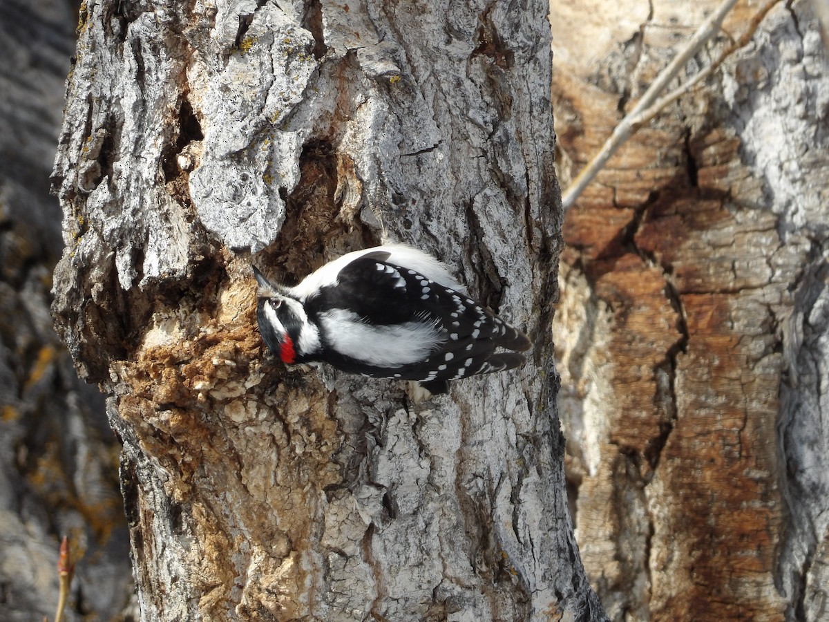Downy Woodpecker - ML548399351
