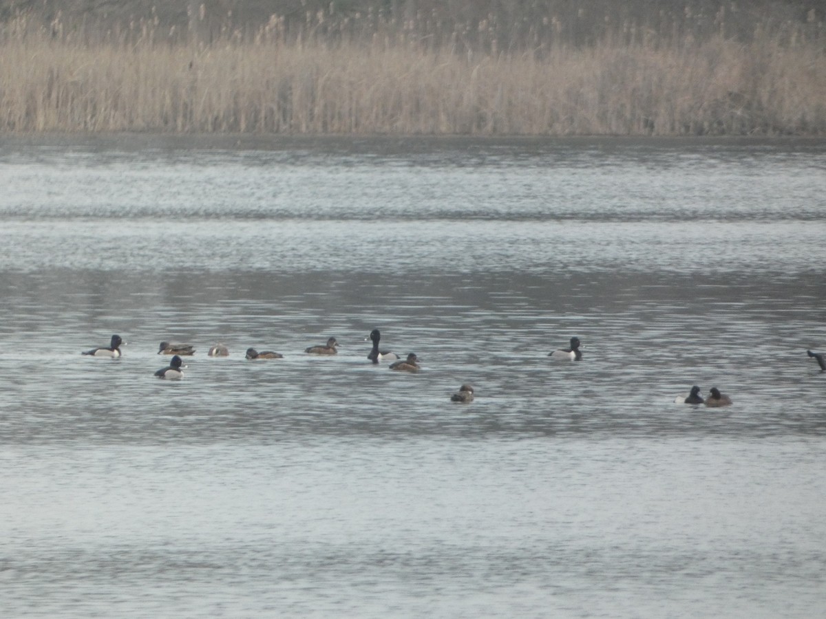 Ring-necked Duck - ML548399511