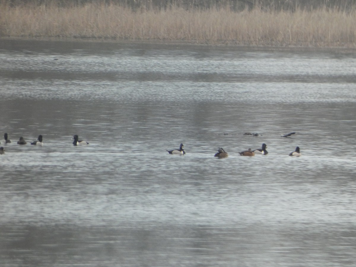 Ring-necked Duck - ML548399721