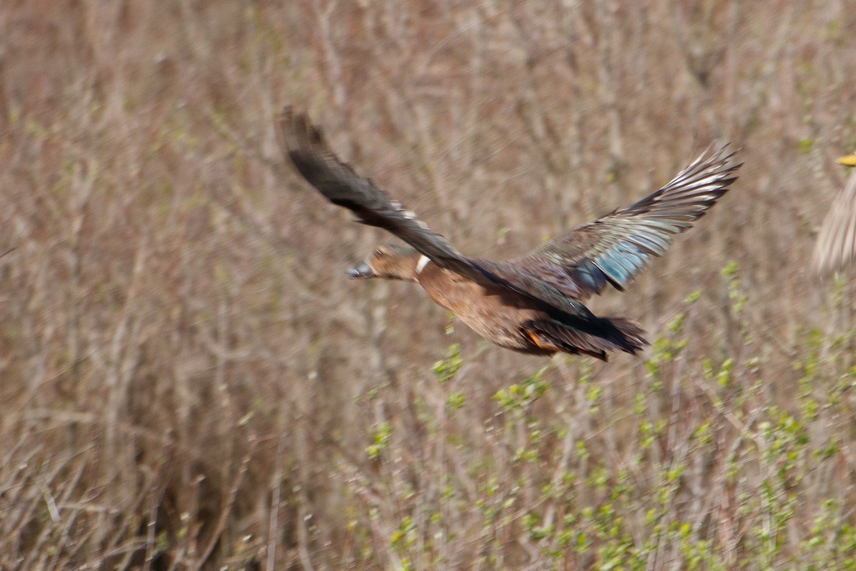 Anatra muta x Germano reale (ibrido) - ML548399971
