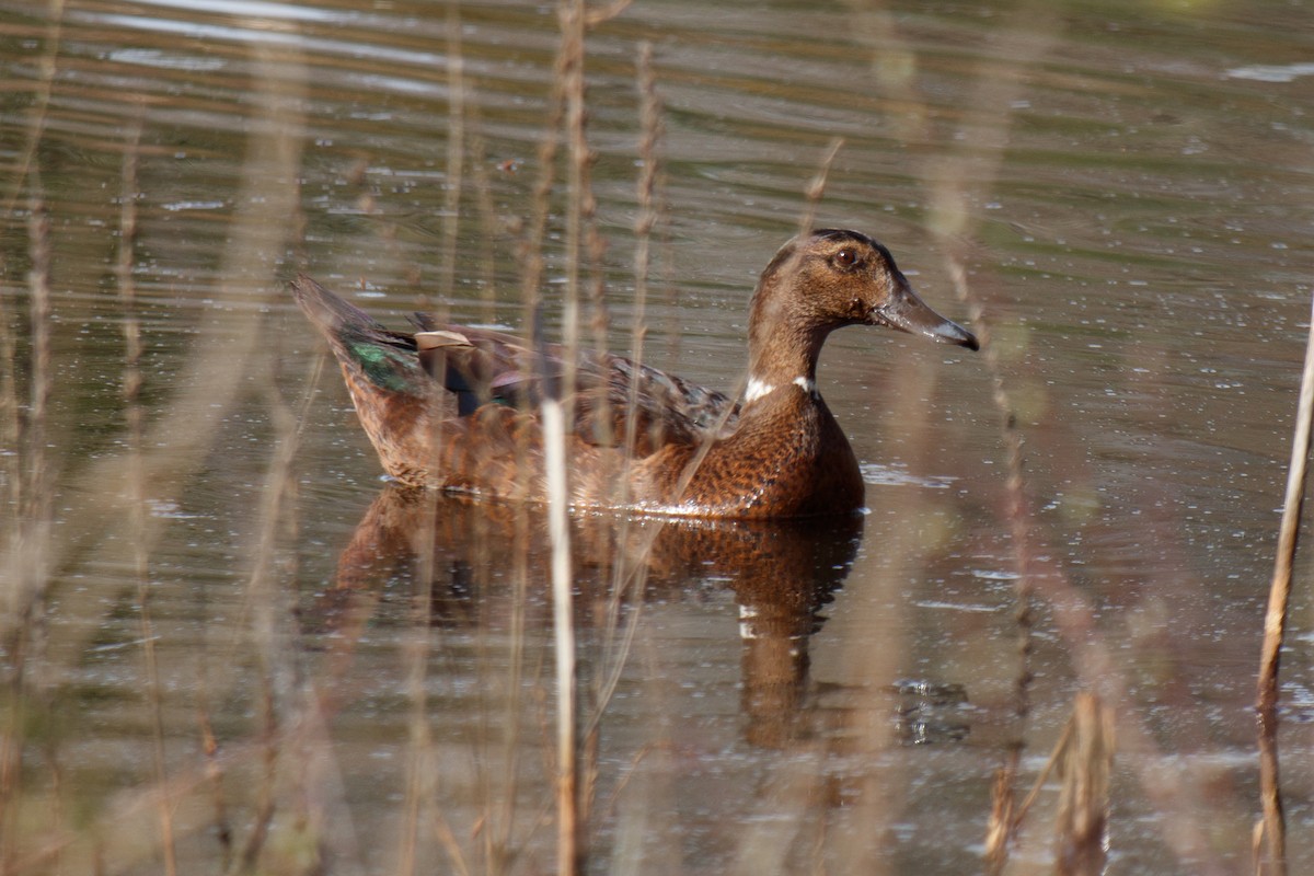 Anatra muta x Germano reale (ibrido) - ML548399981