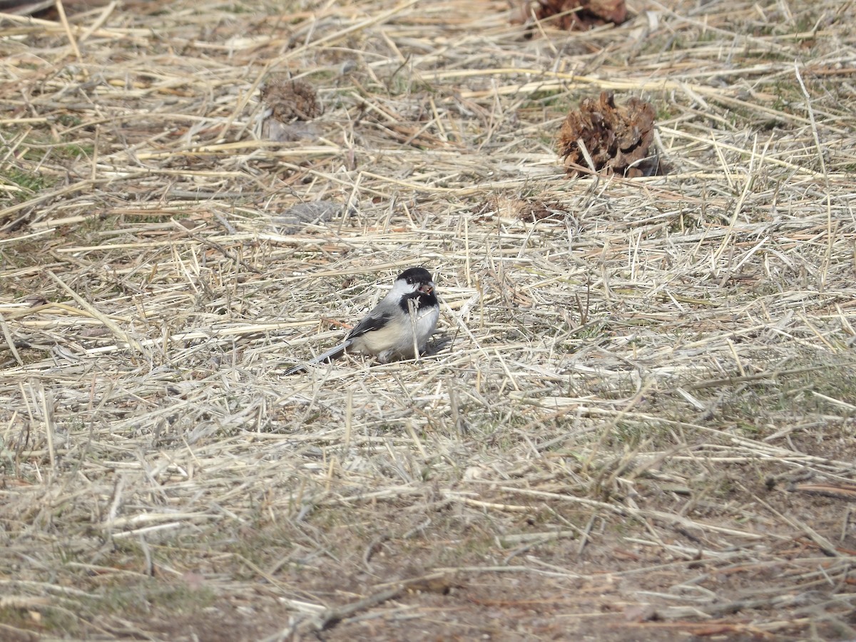 Black-capped Chickadee - ML548400191