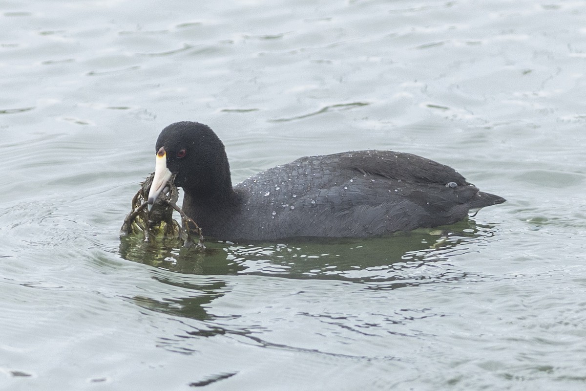 American Coot - Charmaine Anderson