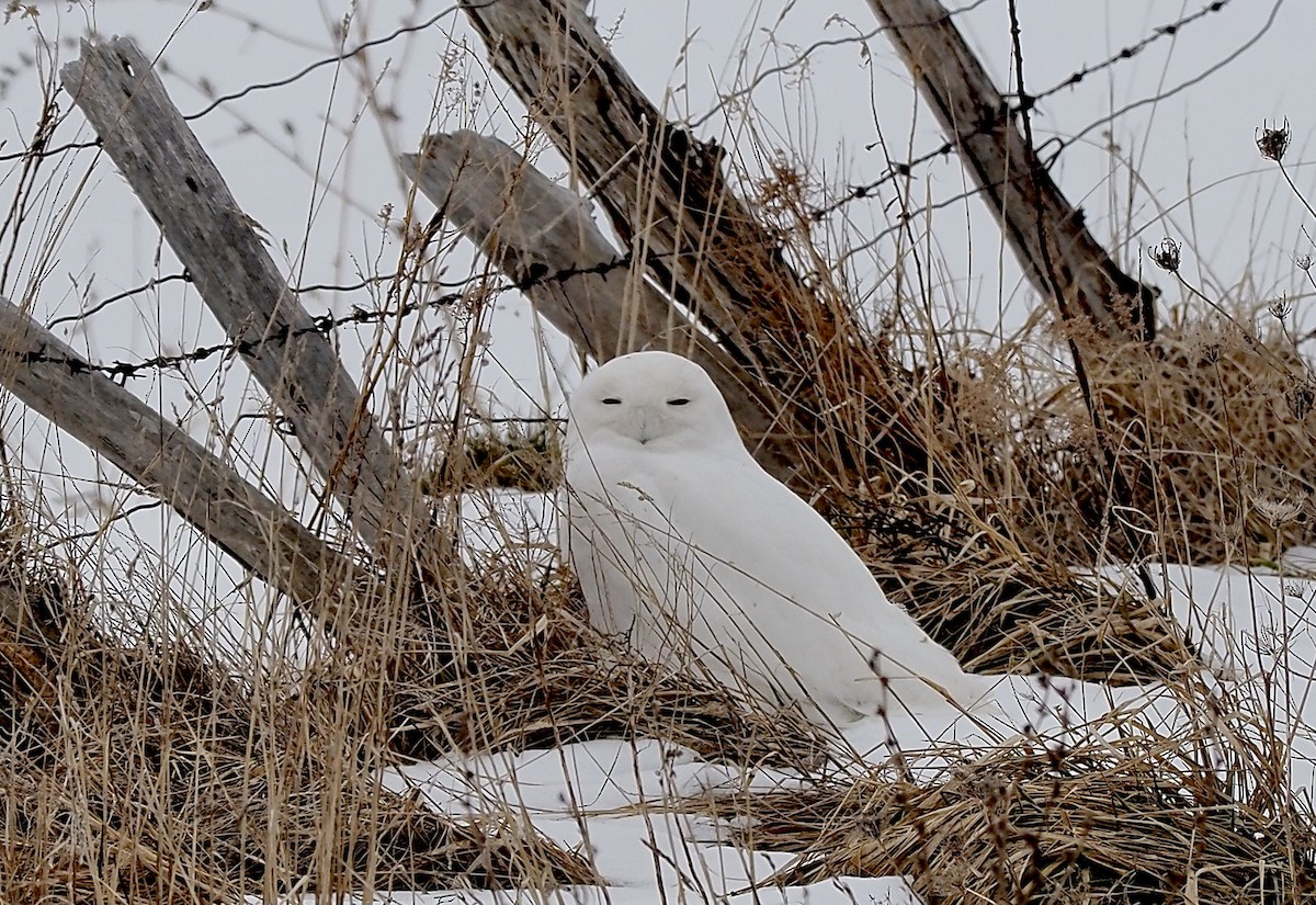 Snowy Owl - ML548404271