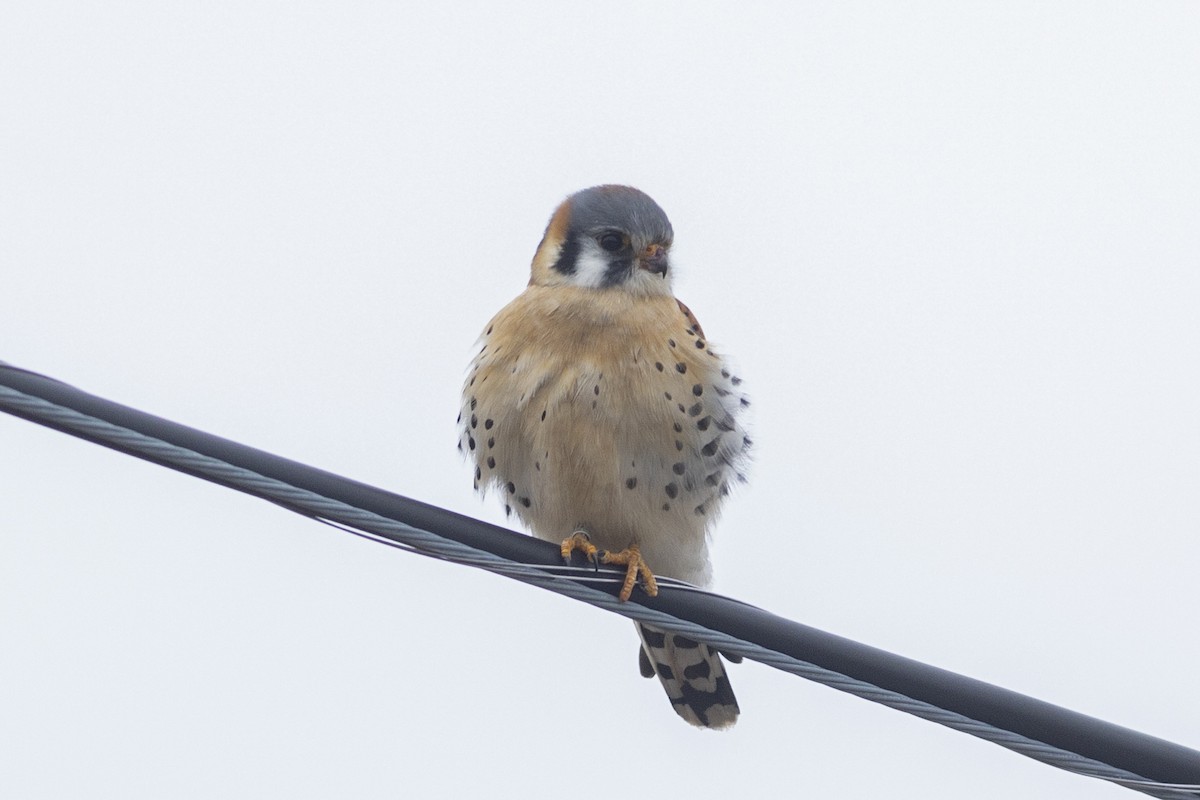 American Kestrel - ML548406871