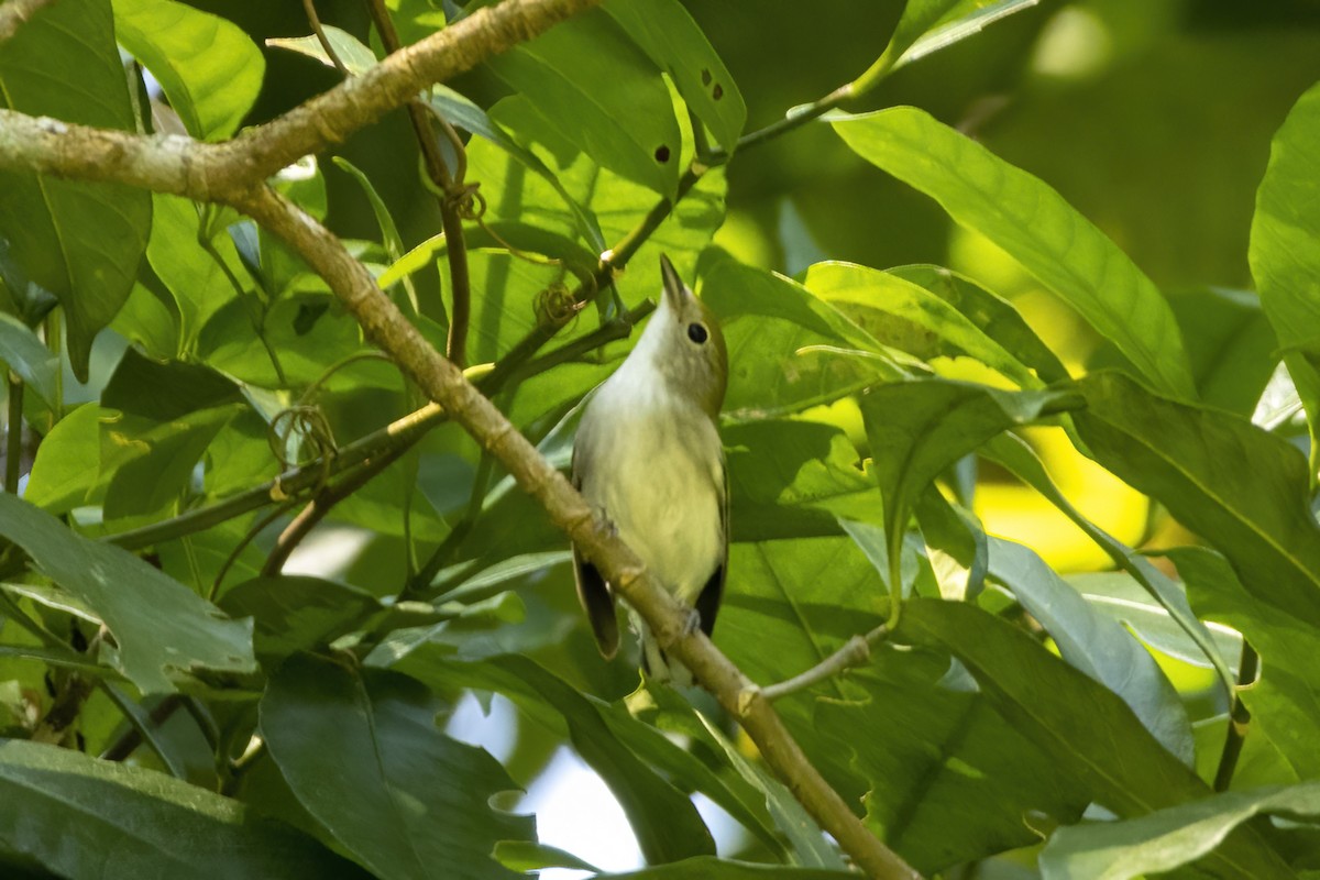 Chestnut-sided Warbler - ML548409121