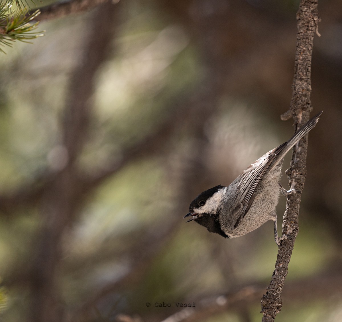 Mexican Chickadee - ML548409461