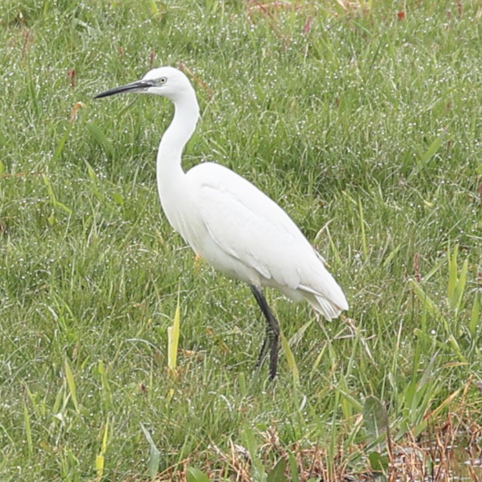 Little Egret - ML548410111