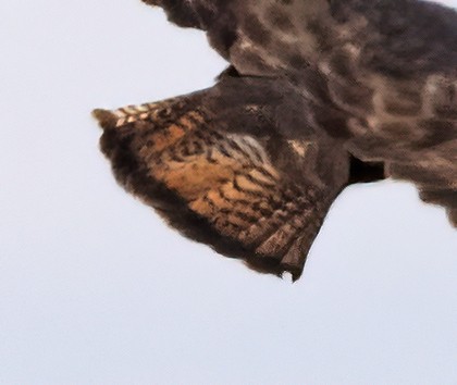 Red-tailed Hawk - ML548411221