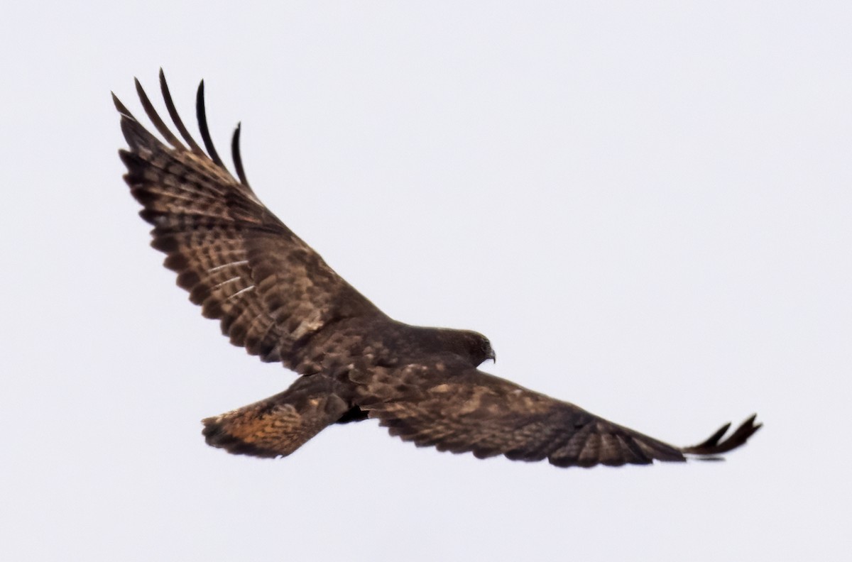 Red-tailed Hawk - ML548411251