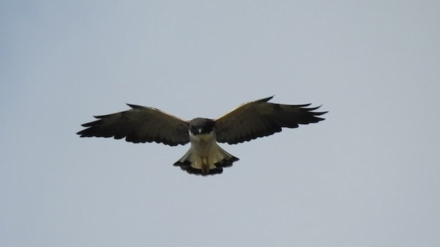 White-tailed Hawk - ML548412851