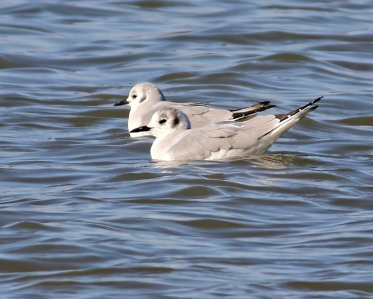 Bonaparte's Gull - ML548413061