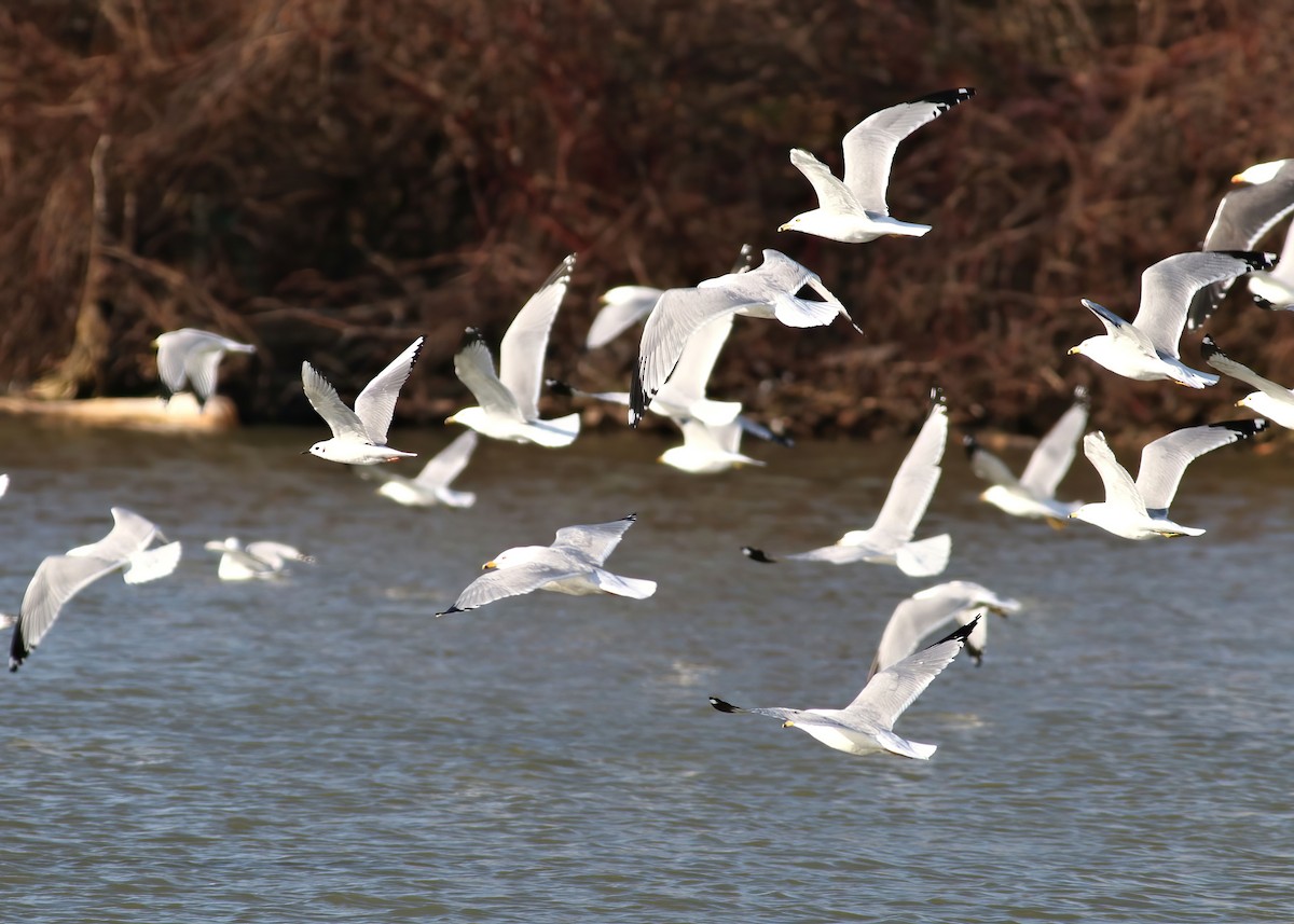 Ring-billed Gull - ML548413161