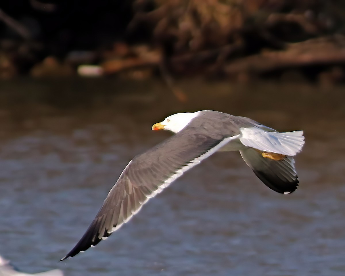 Lesser Black-backed Gull - ML548413211