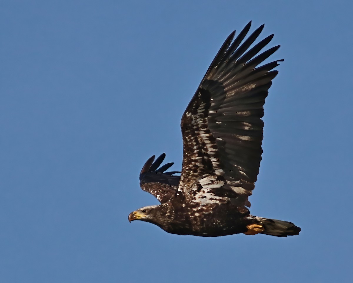 Bald Eagle - ML548413281