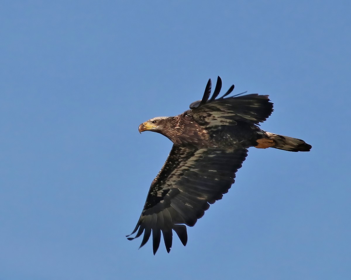 Bald Eagle - ML548413291